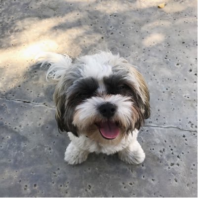 IndyPups's profile picture. 