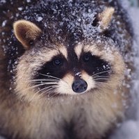 Fluffy(@fluffyraccoons) 's Twitter Profile Photo