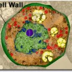 cellwall55's profile picture. I protect all plant cells, with a strong layers around them. Call 1-800-wall for more info on how to get me in your cell.