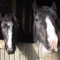 #ponyhour(@aponyhour) 's Twitter Profile Photo