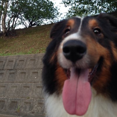 道民。日常の事を多々。統一性のない呟きをポツポツと。気になるもの何でもイイネ、RTします。無言フォロー、リプ忘れ、申し訳ありません。ツイフィール(4/25更新)もご覧下さい。