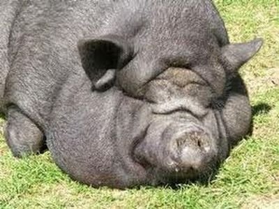 PiggyBettyPig's profile picture. Married to @MindAndTea