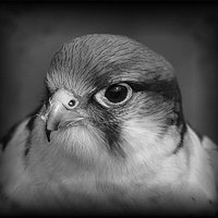 فهودي ينبع (@maddene_12) Twitter profile photo