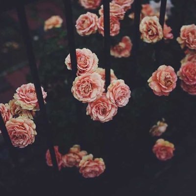 hail_h46's profile picture. .....