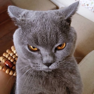 sanddychit's profile picture. funky fucking babys