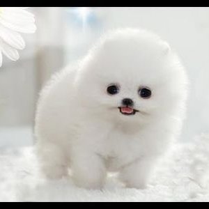 Đáng yêu đến ngỡ ngàng top 5 cutest dog in the world Có thể bạn ...