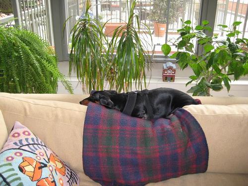 sugalardi's profile picture. 