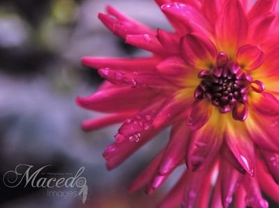 Owner, Destination Photographer, and Artist at MACEDO IMAGES: Art, Photography & Decor
