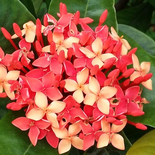 laumoyong's profile picture. 