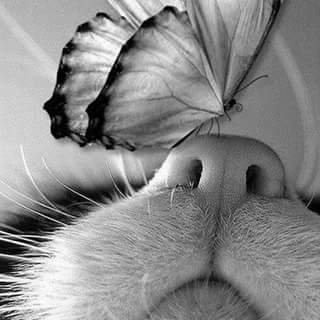 machac_jesus's profile picture. solitario