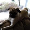 Dylan Fitzgerald - @dylanthepug - Twitter