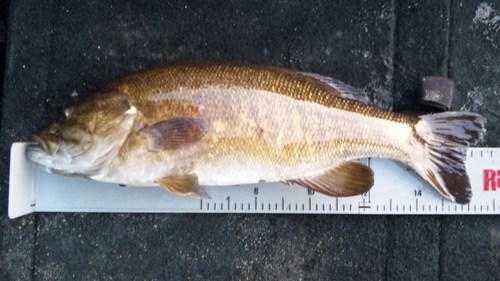 釣りが趣味の強迫的ギャンブラーです