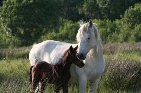 xhtml_boy's profile picture. Le cheval c'est ma passion ❤❤ #Peace#Love#Horse