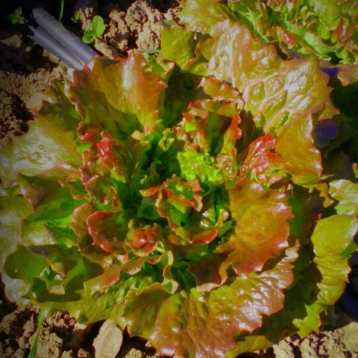 vanepekecompo's profile picture. 