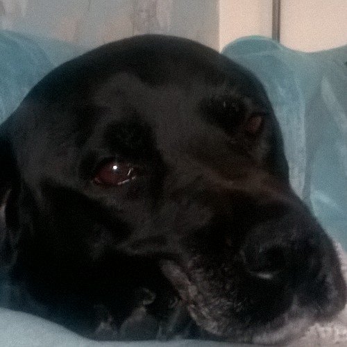 philipcastle4's profile picture. 