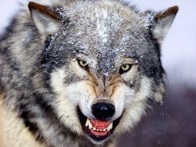 Wolff wolf pack leader and Mercedes F1 & Venturi FE by proxy. Parody account. Friend of the warmup on talksport, probably.
#UTH #SCFC #Edgeley