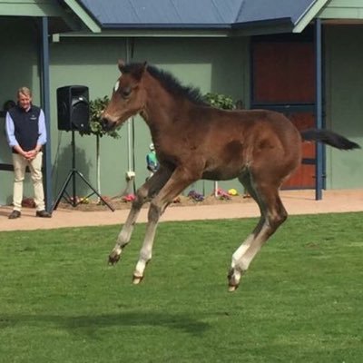 dom_paterno's profile picture. AFL