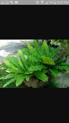 AspleniumNidus's profile picture. 