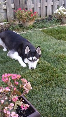 Tinaa_Ferraz's profile picture. I'M A MOTHER ,WIFE, A SISTER , A DAUGHTER, A FRIEND, AN ANIMAL LOVER , A PROUD CANADIAN  WHO BELIEVES THAT ALL LIVES MATTER