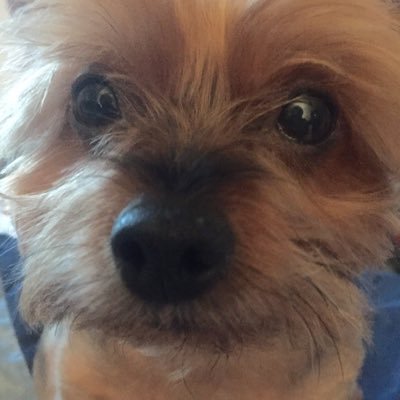 linjchi's profile picture. Praying for the return of law, order, and common sense to the USA.