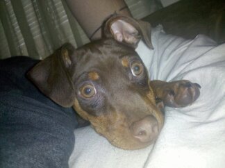 I am a min pin, I live with my dad. /G\