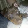 nomarthedog's profile picture. I am a min pin, I live with my dad. /G\