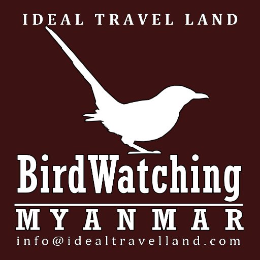 Birdwatching Myanmar