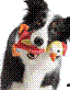 Gifts and gear for dogs & the people who share their lives.