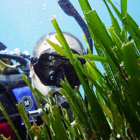 I am a marine ecologist focusing on seagrass habitats amongst other things at James Cook University.