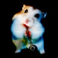 CultoftheMarsupial(@CultofMarsupial) 's Twitter Profile Photo