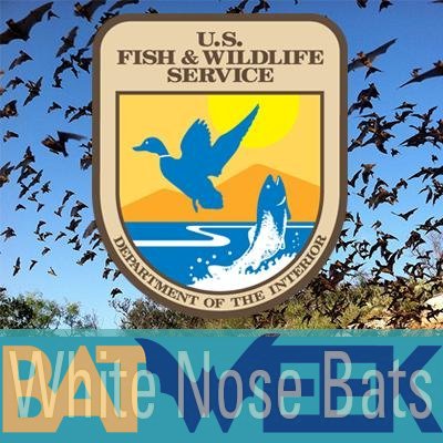 The official USFWS twitter source for white-nose syndrome news and information.