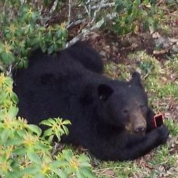 millennialbear's profile picture. Just a bear with wifi