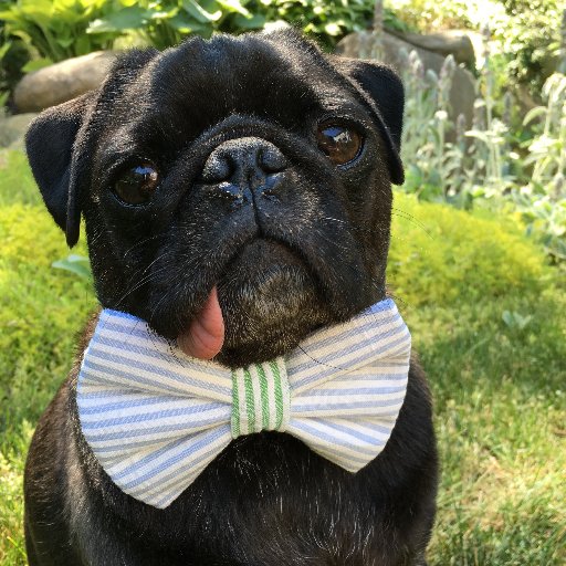 real pugs the real pug oliver realpugoliver real pugs the real pug oliver realpugoliver