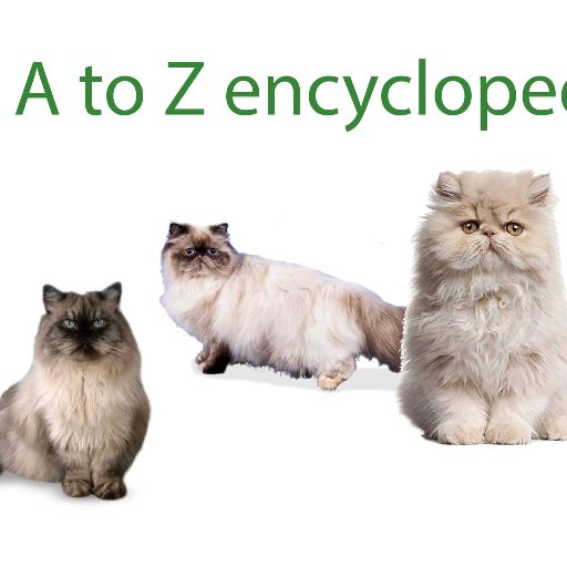 Persian cat A to Z is an encyclopedia of meme and trait, their adoption and care,breeders and training ways and also a complete guide of Persian cat kittens