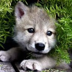 CakaMaandraik's profile picture. 