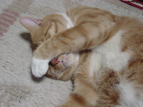 Mmtr0505's profile picture. 気が向いたらつぶやきます。生まれ変われるなら猫になりたい。豆腐メンタル