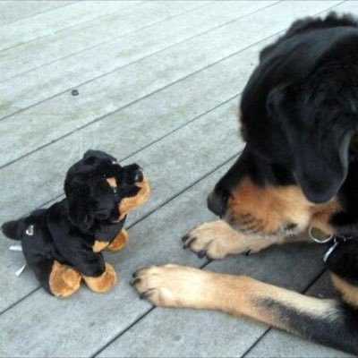 abonce2's profile picture. Animals Animals Animals Cute Travel Holidays Haha Games Amazing