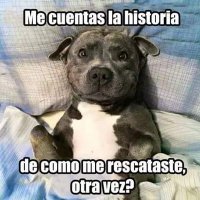 Ayuda Canina (@extraviados_ddf) 's Twitter Profile