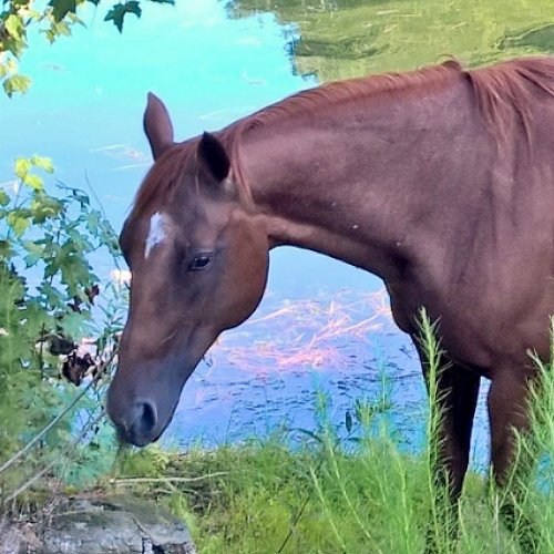 Working to keep wild equine wild and to protect all equine from neglect, abuse, or slaughter. 501c3 Tax ID #81-4694743 https://t.co/96KXSmUvq9