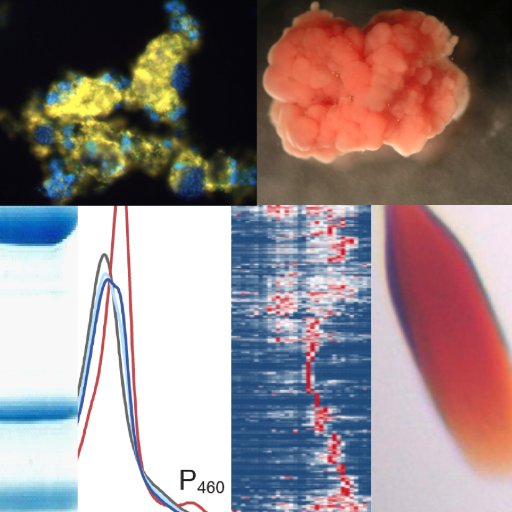 MicroPhys Profile Picture
