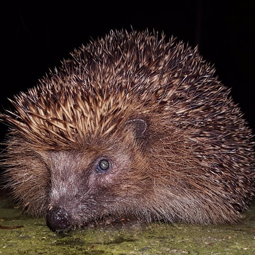 Encouraging a hedgehog friendly community