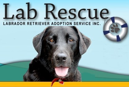 Not for Profit. Dedicated to rescuing and re-homing displaced Labradors and responsible pet ownership. Please donate today! https://t.co/ndtFgA8c0j