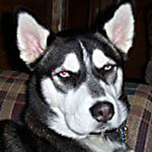 Chewie2020's profile picture. 