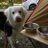 willchin1227's profile image