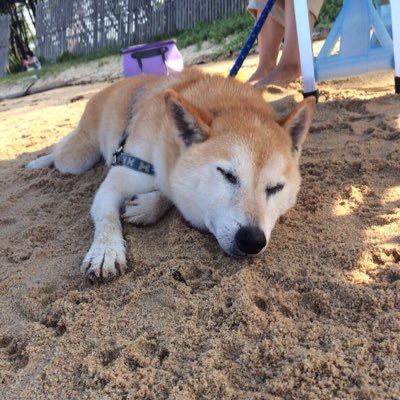 命に大きいも小さいもないんです。 こんな小さな事しか出来ませんが少しでも 多くの動物が救われればと思っています。 #END殺処分JAPAN