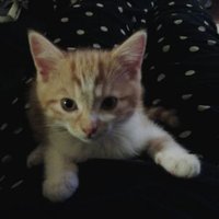 Becca shaw (@beccaboosles) 's Twitter Profile Photo Becca shaw (@beccaboosles) 's Twitter Profile Photo