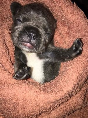 This Page Is Dedicated To Franco Johnson! The French Bulldog Puppy With Spina Bifida! Sadly He Passed Away!