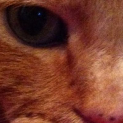 KoolkatMoses's profile picture. Jesus my homie. Catnip Alcoholic. Westside good vibes only✌️ Eat.Sleep.Lickmyself Realest cat since Simba