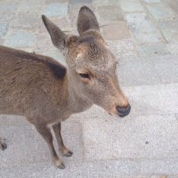 のりのりのー (@dabedabesa) 's Twitter Profile