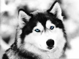 games_lobinho's profile picture. 